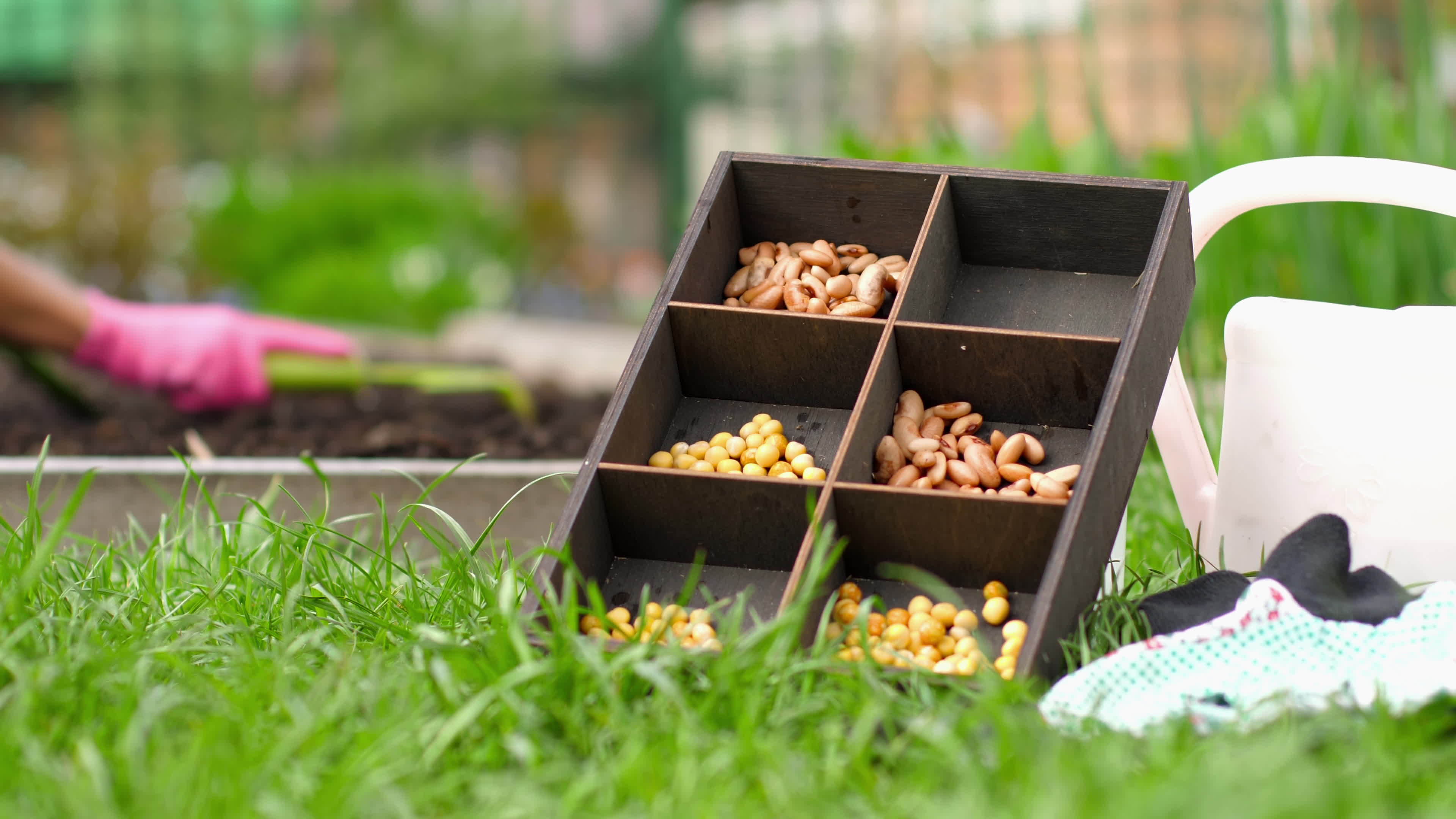 Growing beans and peas. Soil and seeds. Seedlings of vegetables