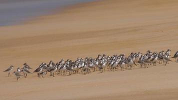 bandada de chorlito de arena mayor charadrius leschenaultii en la playa de mai khao, phuket, yhailand video