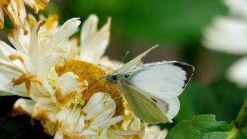 Pieris brassicae borboleta de repolho acasalamento em flor de áster video