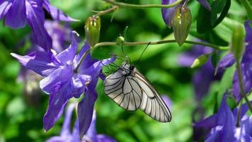 aporia crataegi, mariposa blanca veteada de negro en estado silvestre, sobre flores de aquilegia. video