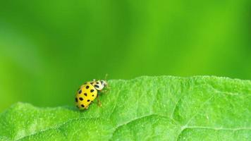 Yellow Ladybug on the strawberry leaf video