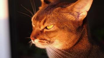 abessijn kat portret Aan een loggia in de stralen van de instelling zon video