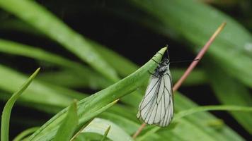 schwarz geäderter weißer Schmetterling aporia crataegi auf Tulpenblatt. weißer Schmetterling unter Raun video