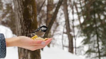 alimentando pássaros com as mãos. chapim-real come sementes no inverno da floresta. bela vida selvagem video