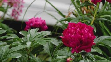 bagnato petali di rosso peonia fiore. dopo pioggia. video