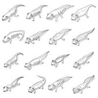 Axolotl icons set vector outline