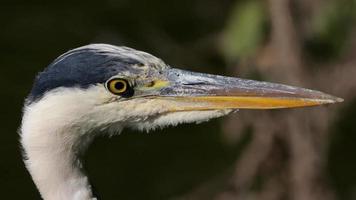 retrato cercano de la cabeza de una garza gris en la naturaleza video