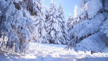 winter met sneeuw bedekt Spar bomen in onderkant boven panoramisch visie video