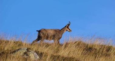 An adult chamois moves on top of the mountain ridge video