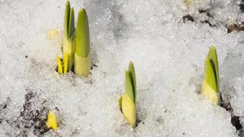 timelapse schot van smelten sneeuw onthulling narcis spruit video