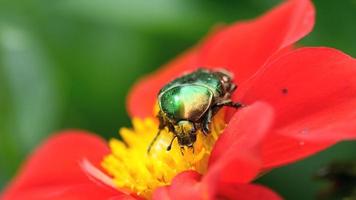 cetonia aurata ook bekend als rozenkever op de rode dahliabloem, macro video