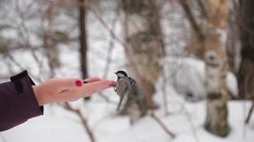 chapins voam até a mão da mulher e pegam sementes dela para comer. alimente os pássaros no parque no inverno para ajudar a vida selvagem na estação fria. conceito do dia internacional das aves video