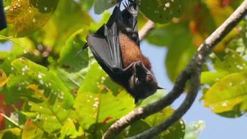 Filmmaterial Flying Fox, der kopfüber in einem Baum schläft video