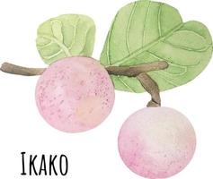 Watercolor illustration of ikako. Fresh raw fruit. vector