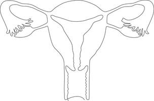 continuous line art drawing of female reproductive uterus vector