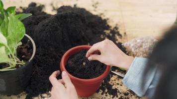 concevoir les plantes comme un passe-temps et une carrière. femme mettant le sol recouvrir les graines de fleurs et arroser avec un spray. une femme met des graines de citrouille et récolte à l'avenir pour la famille. video