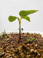 una nueva planta que crece en una olla sobre un fondo blanco foto