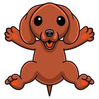 Cute dachshund dog cartoon posing vector