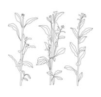 hand drawn plants, plant drawing vine isolated vector art on white background