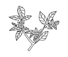 flower leaves, leaf branch, floral leaf,  floral monogram, branch, edding tree, flower branch, vector