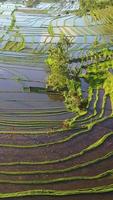 Vertical aerial video in an amazing landscape rice field on Jatiluwih Rice Terraces, Bali, Indonesia.