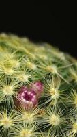 Cactus flower blooming vertical time lapse video. video