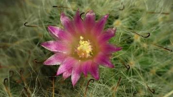 Cactus flower blooming time lapse. video