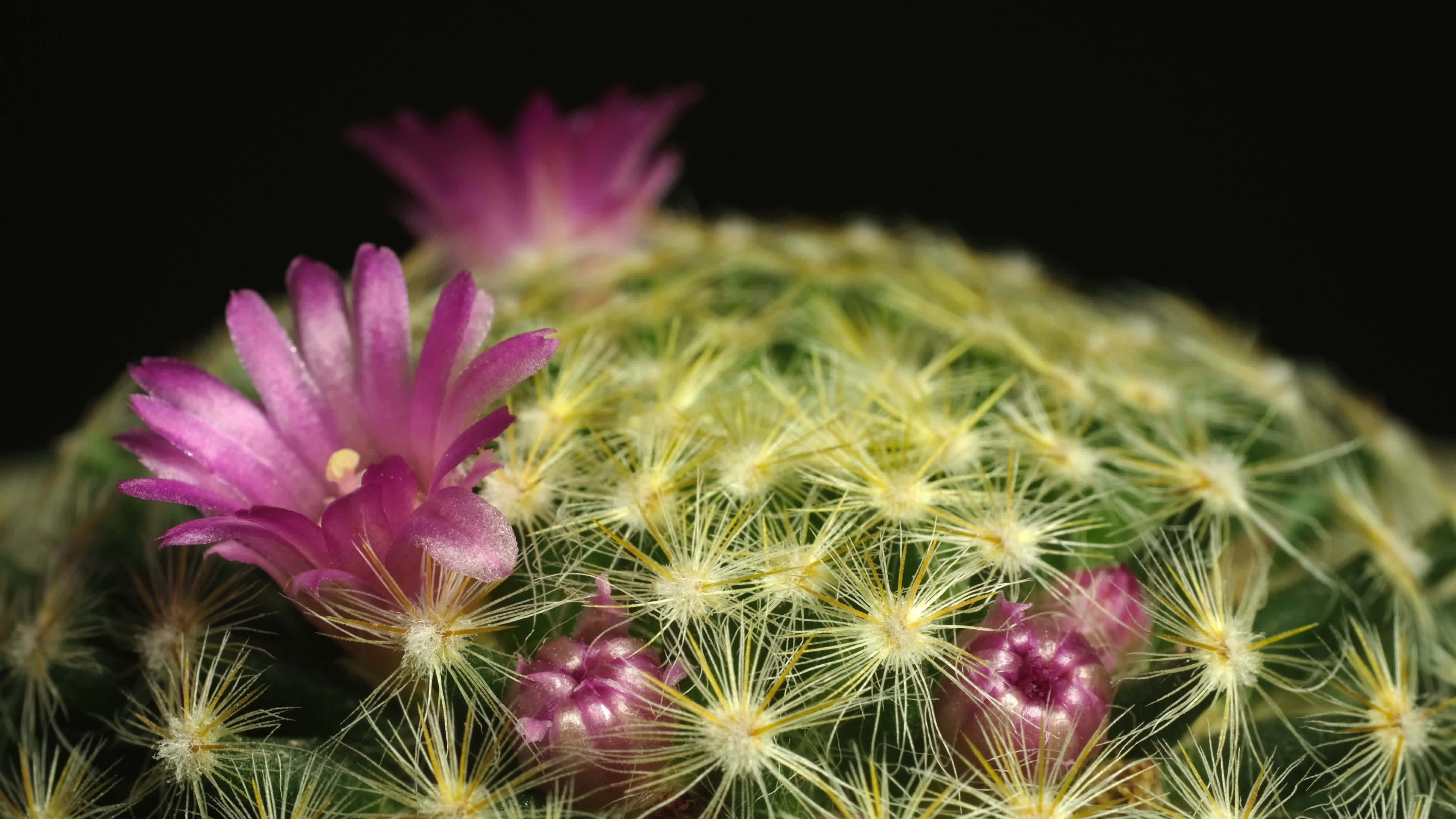 Astonishing Daisy Bloom Time Lapse: Full Video Inside - 97fx0ui
