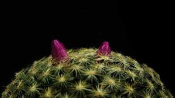 lapso de tiempo de floración de flor de cactus. video