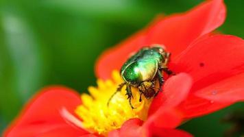 Cetonia aurata également connu sous le nom de hanneton rose sur la fleur de dahlia rouge, macro video