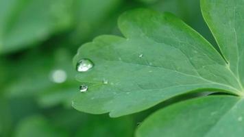 foglia di aquilegia con gocce d'acqua macro video