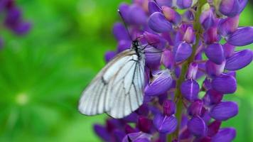aporia crataegi, mariposa blanca veteada de negro en estado salvaje, sobre flores de lupino. video