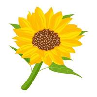 Trendy Sunflower Concepts vector