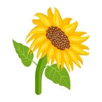 Trendy Sunflower Concepts vector