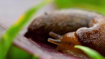 Closeup of brown slug crawling