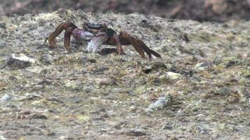 Close shot, a crab on a stone at the seaside feeding. In the background splashes from the waves video