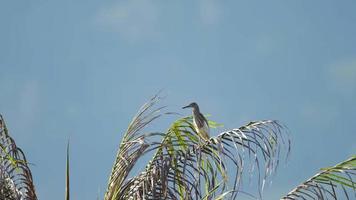 Heron bird resting on a palm branch. Heron on a palm tree against a clear blue sky video