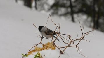 Cute tiny birds nuthatches and tits feeding on snow forest park at cold winter. Concept of the International Day of Birds video