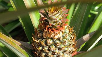 Pineapple tropical fruit growing in a plant, Thailand