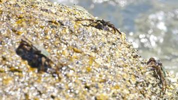 Granchi quello vivere nel salato mare acqua. mare Granchio su il pietra. il mare onda si blocca contro il pietra. video