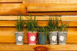 small pots with plants on a wooden wall background photo