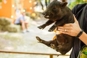 little black pig in the hands of a man photo
