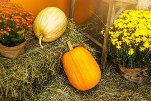 two pumpkins lie on the hay in autumn photo