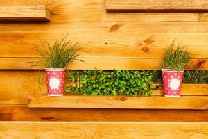 small pots with plants on a wooden wall background photo