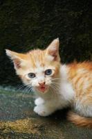 imagen de un gatito doméstico de jengibre maullando mirando a la cámara. felis silvestris catus foto