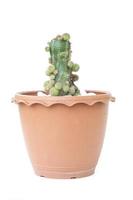 pequeño cactus con brotes en maceta de plástico marrón aislado sobre fondo blanco. foto