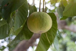 santol maduro, fruta sentul o sandoricum koetjape en el árbol con luz solar sobre fondo de naturaleza borrosa. foto