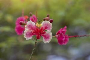 Pink flam-boyant, el árbol de llamas o royal poinciana florecen en el jardín sobre un fondo de naturaleza borrosa. foto