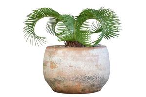 Small Sago Palm is growing in pot isolated on white background included clipping path. photo