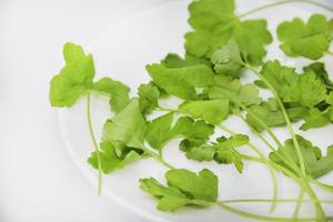 ensalada verde fresca sobre un fondo blanco. primer plano de ensalada de perejil fresco. hojas de lechuga verde. foto